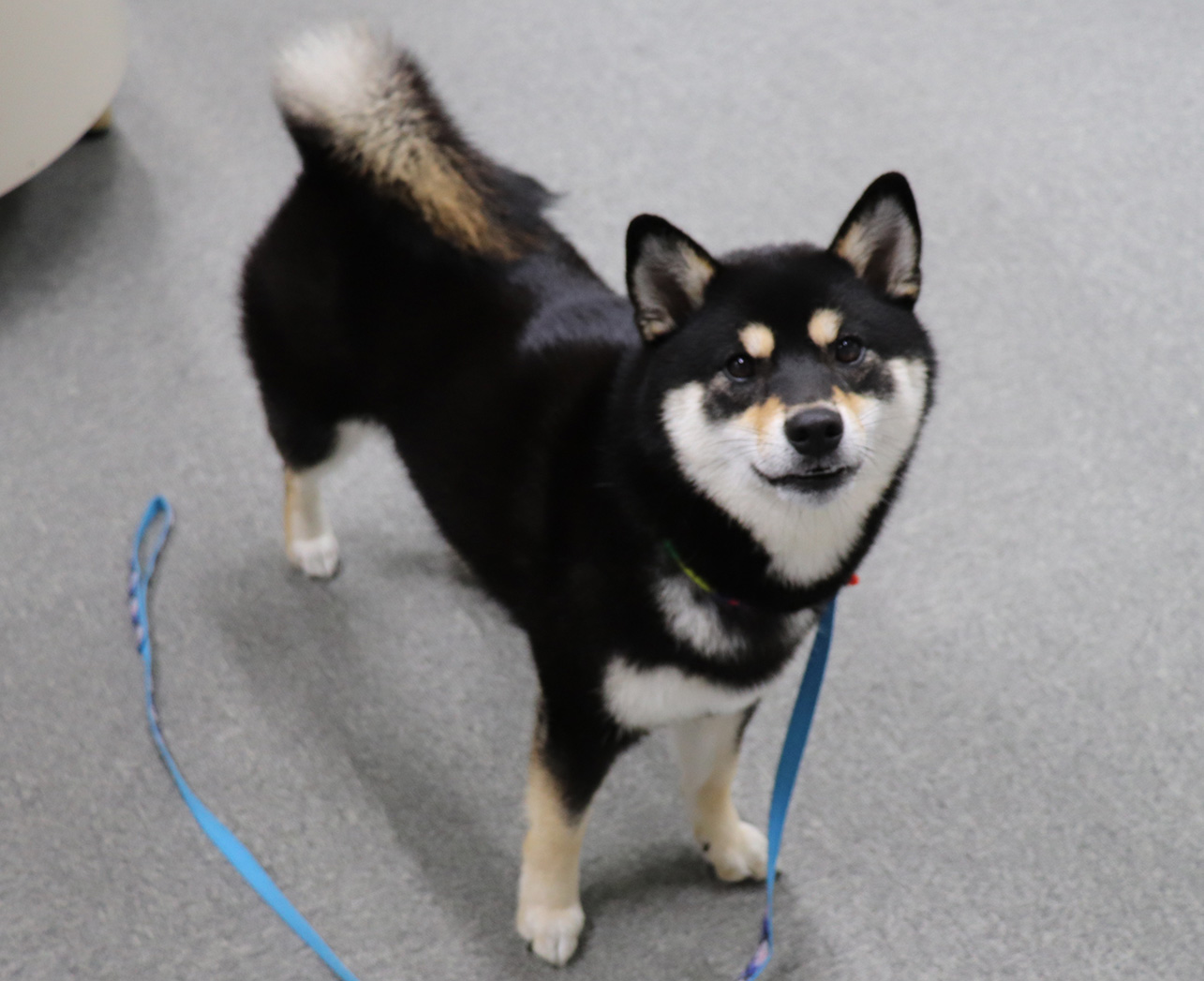 看板犬マイコ